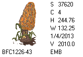 BFC1458-37-EMB-tn_1.png