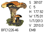 BFC1458-37-EMB-tn_1.png