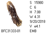 BFC1458-13-EMB-tn_1.png