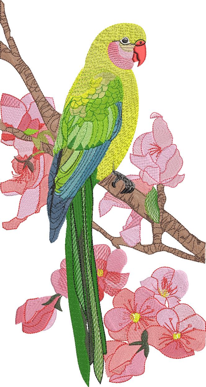 bird1_1.jpg?t=1716650220