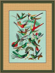 Hummingbirds