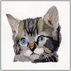 Domestic Cats