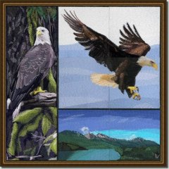 Eagles, Hawks & Falcons