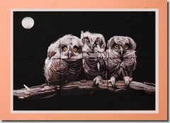 Owls