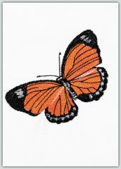 Butterflies and Insects