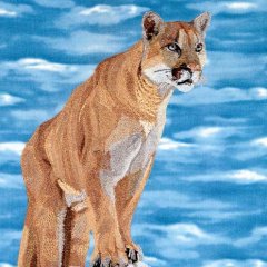 Wild Cats FS