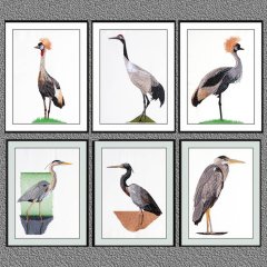 Birds - Large