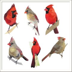 Birds - Small