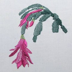 Christmas Cactus