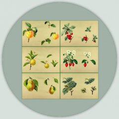 BFC1080 Redoute's Summer Fruits
