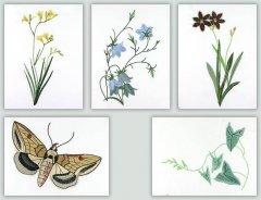 BFC1111 Wildflowers Etc.