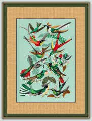 BFC1182 Large Haeckels Hummingbird Fantasy