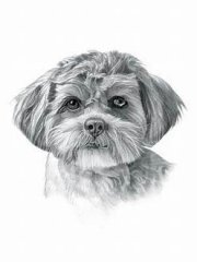 RMG1219  Tootsie