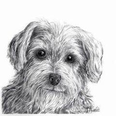 RMG1221  Leonard