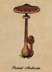 BFC1226 A Dozen Mushrooms 05