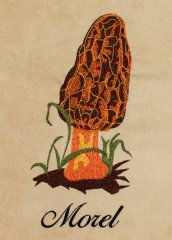 BFC1226 A Dozen Mushrooms 07