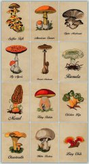BFC1226 A Dozen Mushrooms