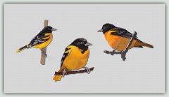 BFC1382 Three Baltimore Orioles