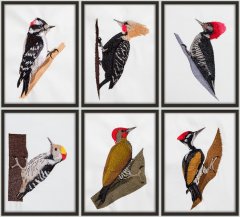 BFC1392 Woodpeckers