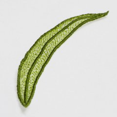 BFC1450 FSL Small Basic Leaf