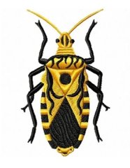RMG146 Squash Bug