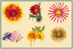 BFC1471 Gazania
