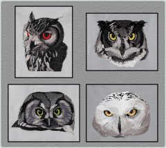BFC1564 Four Black and White Owl Portraits