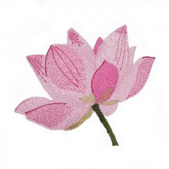 BFC1578 Lotus