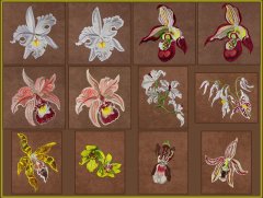 BFC1620 Ernst Haeckel's Orchids