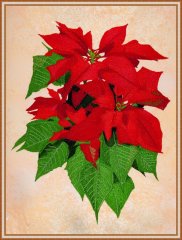BFC1623 Large Poinsettia