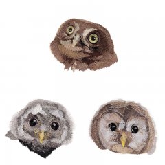 BFC1647 Three Baby Owl Portraits