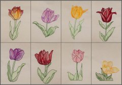 BFC1651 Sheer Tulips