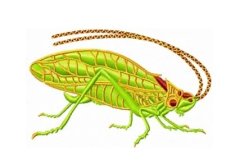 RMG172 Katydid