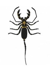 RMG173 Whip Scorpion