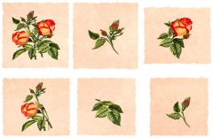 BFC1776 Love and Friendship Roses
