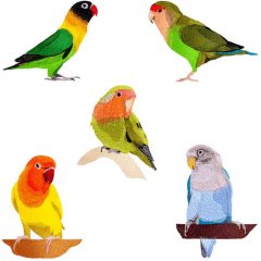 Five Lovebirds