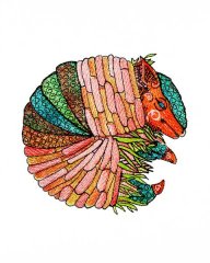 1894 Fairy Armadillo