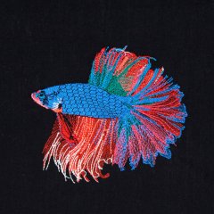 BFC2019 Siamese Fighting Fish