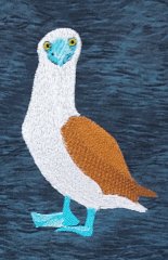BFC31983  Blue Footed Booby