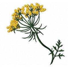 RMG210 Queen Anne's Lace
