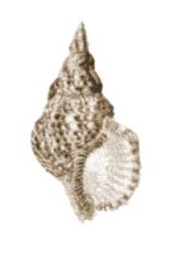 RMG2139a Sea Shell 2139a