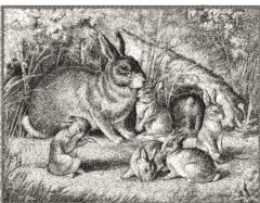 RMG2236 Bunnie Babies