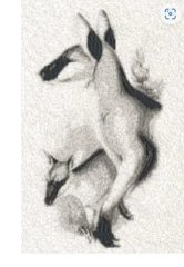 RMG2286 Wallaby