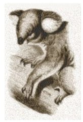 RMG2289 Koala