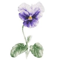 RMG2516 Lavender Pansy