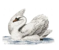 RMG2532 Swan