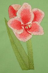 BFC0262 Amaryllis