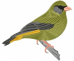 RMG263 Green Finch