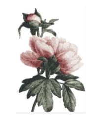 RMG2777EL  Extra Large Peony 2777