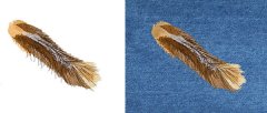 Calico Cat Tail